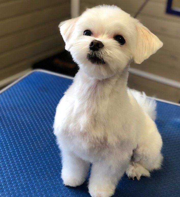Maltese after a gentle groom at Mr BoTangles Grooming, Whitton