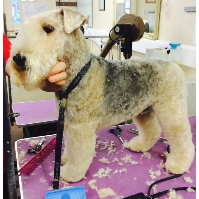 Terrier after a full groom at Mr BoTangles Grooming, Whitton