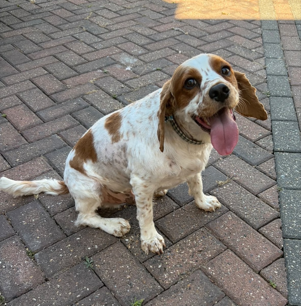 Spaniel after a wash and groom at Mr BoTangles Grooming, Whitton